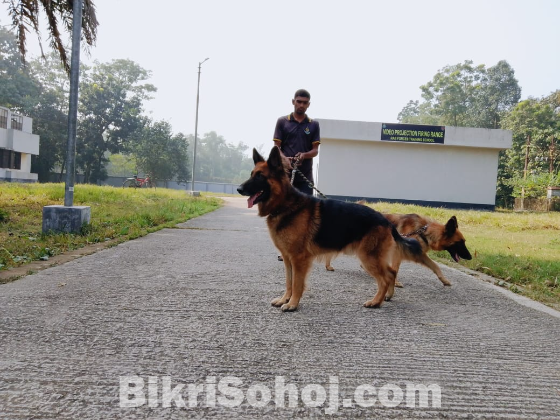 German shepherd